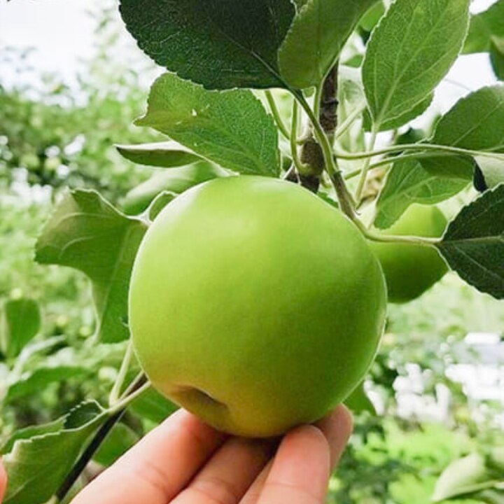 [올해 첫 수확! 떫은 맛 DOWN] 햇 썸머킹 사과 2kg