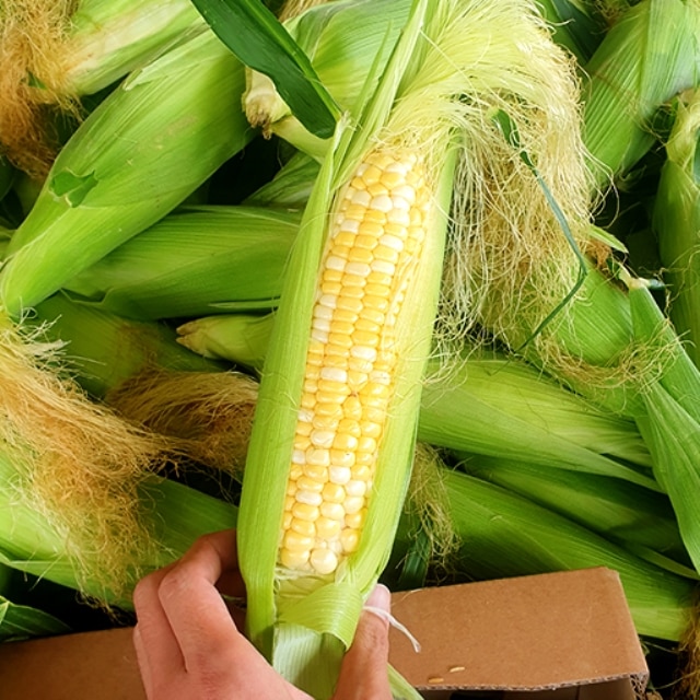 첫 출하! 17브릭스 초고당도 초당옥수수